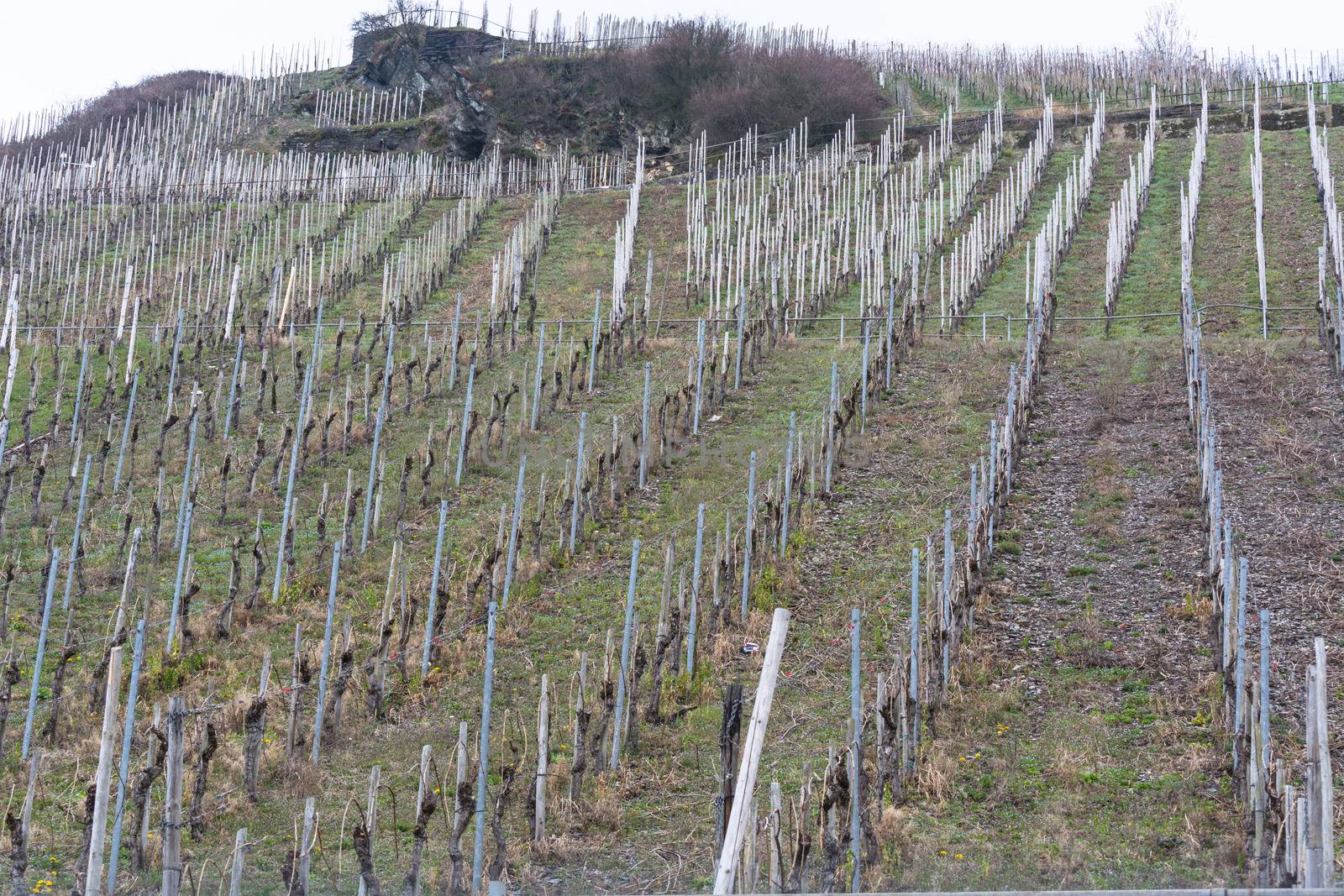 View of vineyards in beautiful Moselle valley in Germany