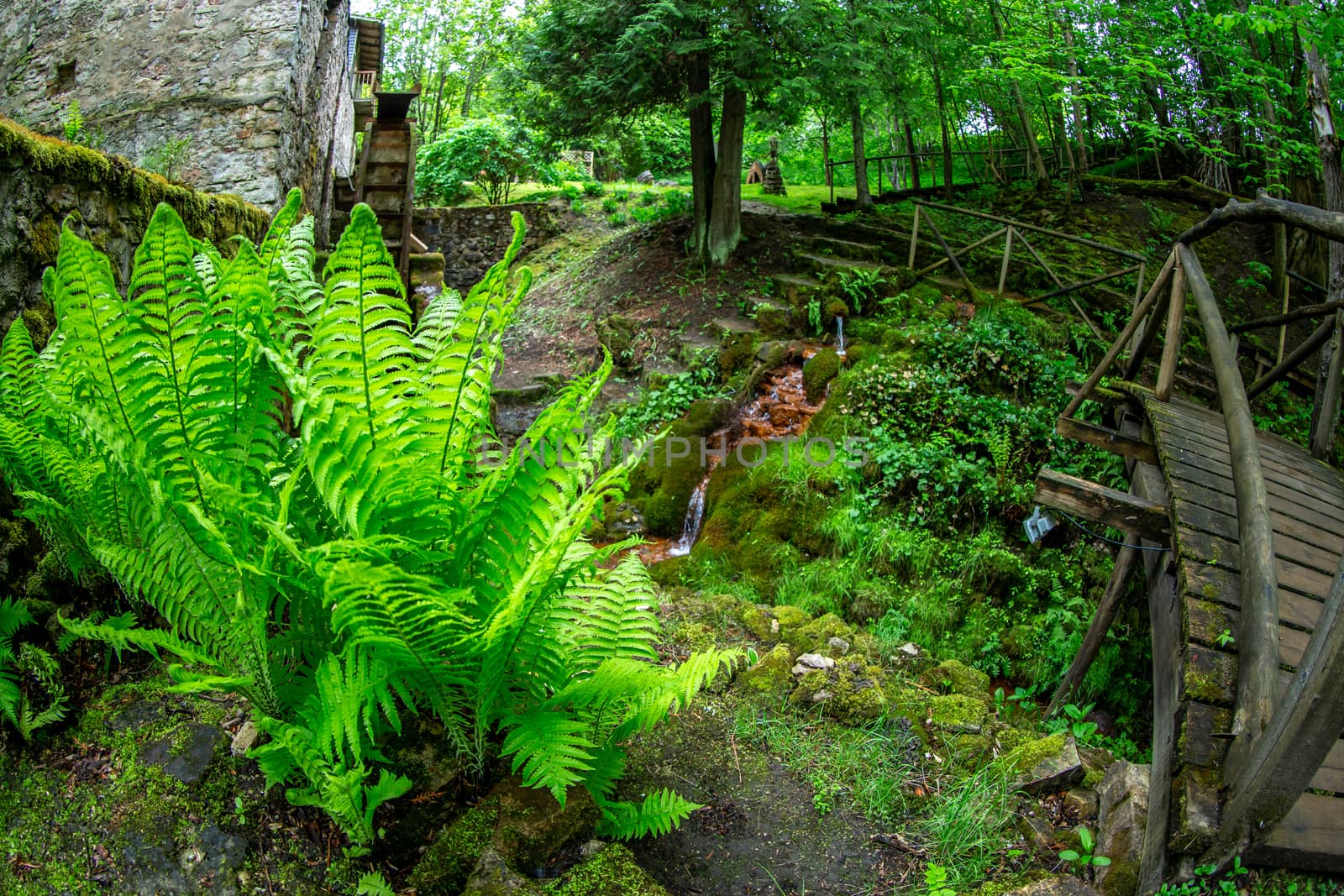 Ferns, stream, wooden bridge and old water mill in the beautiful forest park in Latvia. Shot with fisheye lens. 