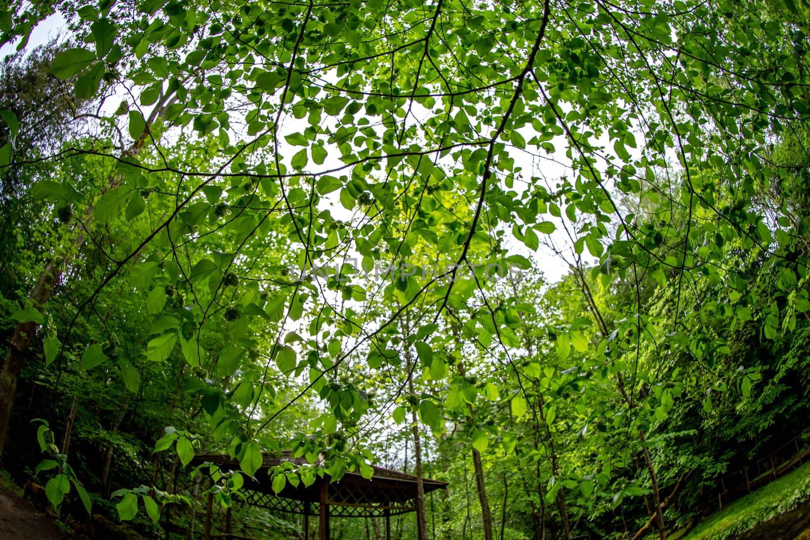 Green leaves in forest park, Latvia by fotorobs