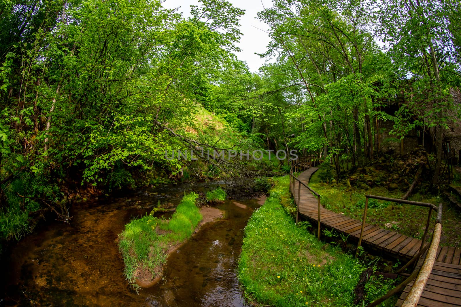 Forest with river and wooden bridge. by fotorobs