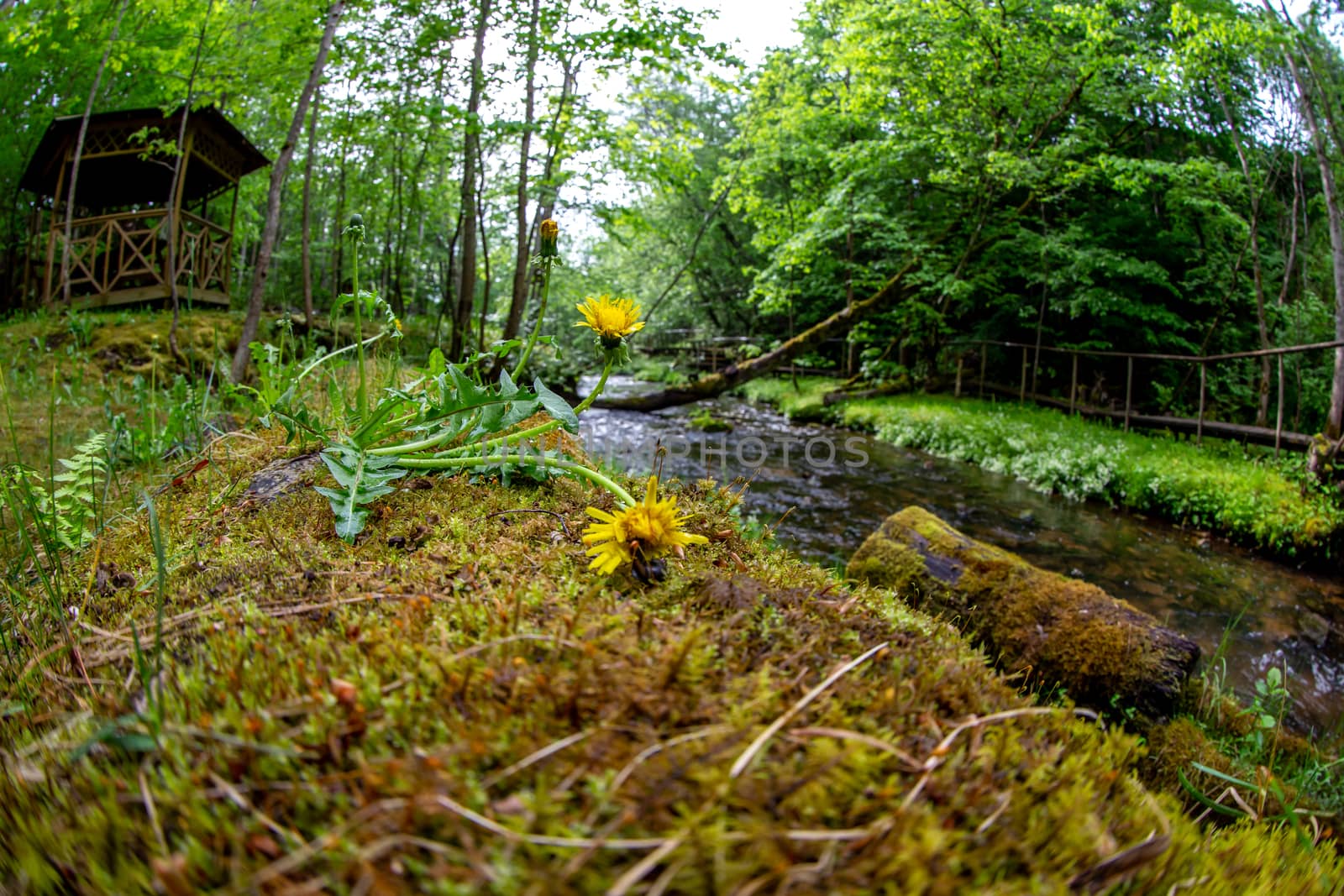 Moss covered forest with river, wooden bridge and hut in background. Dandelions in the foreground and river with moss grown log in the background. Shot with fisheye lens. 