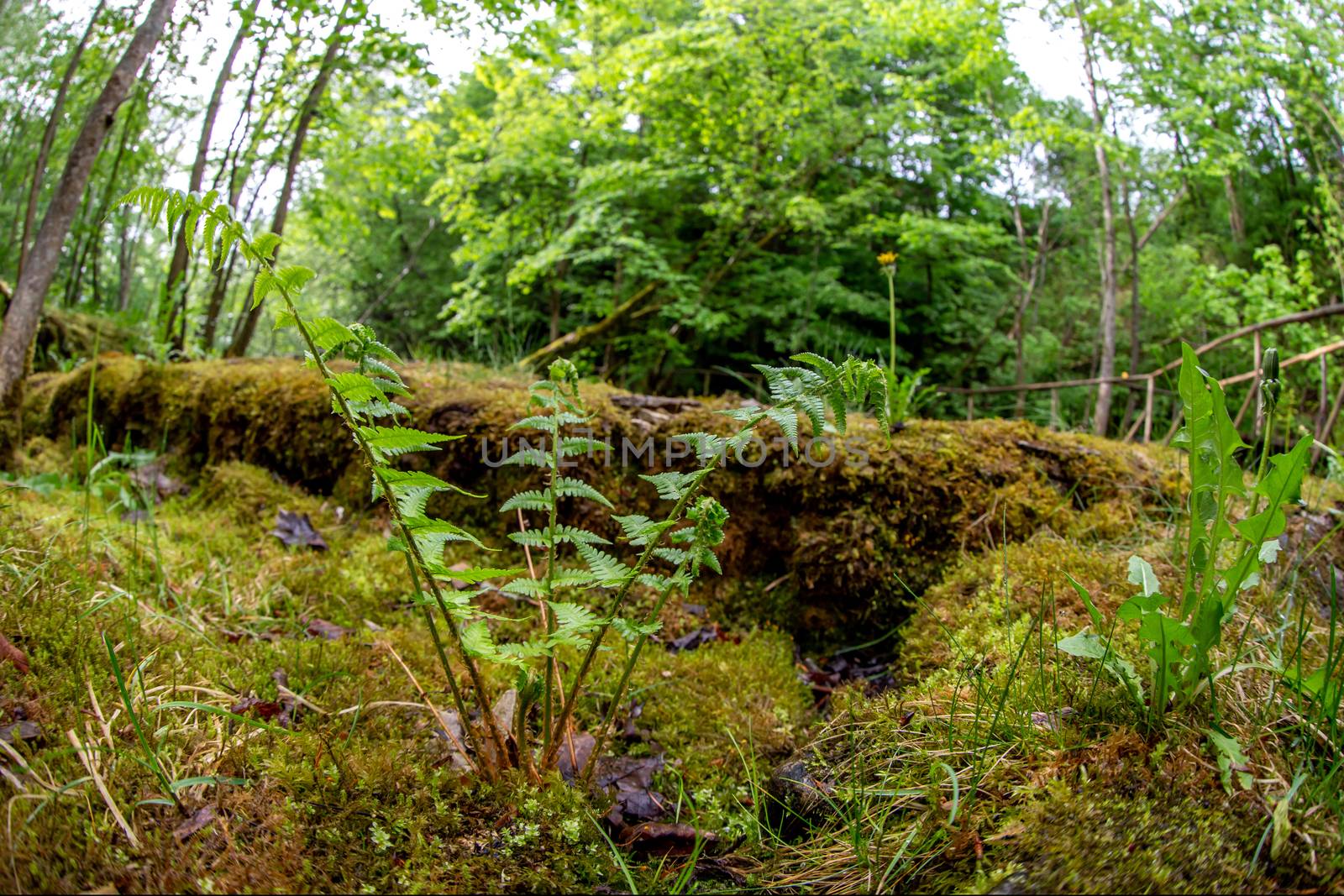 Green forest with ferns in Latvia by fotorobs