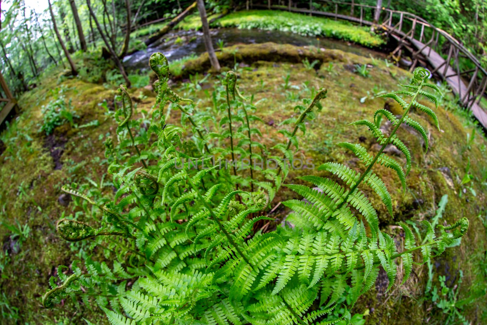 Fern in the foreground, forest with river and wooden bridge in the background. Beautiful forest park with ferns, river and wooden bridge in Latvia. Shot with fisheye lens. 