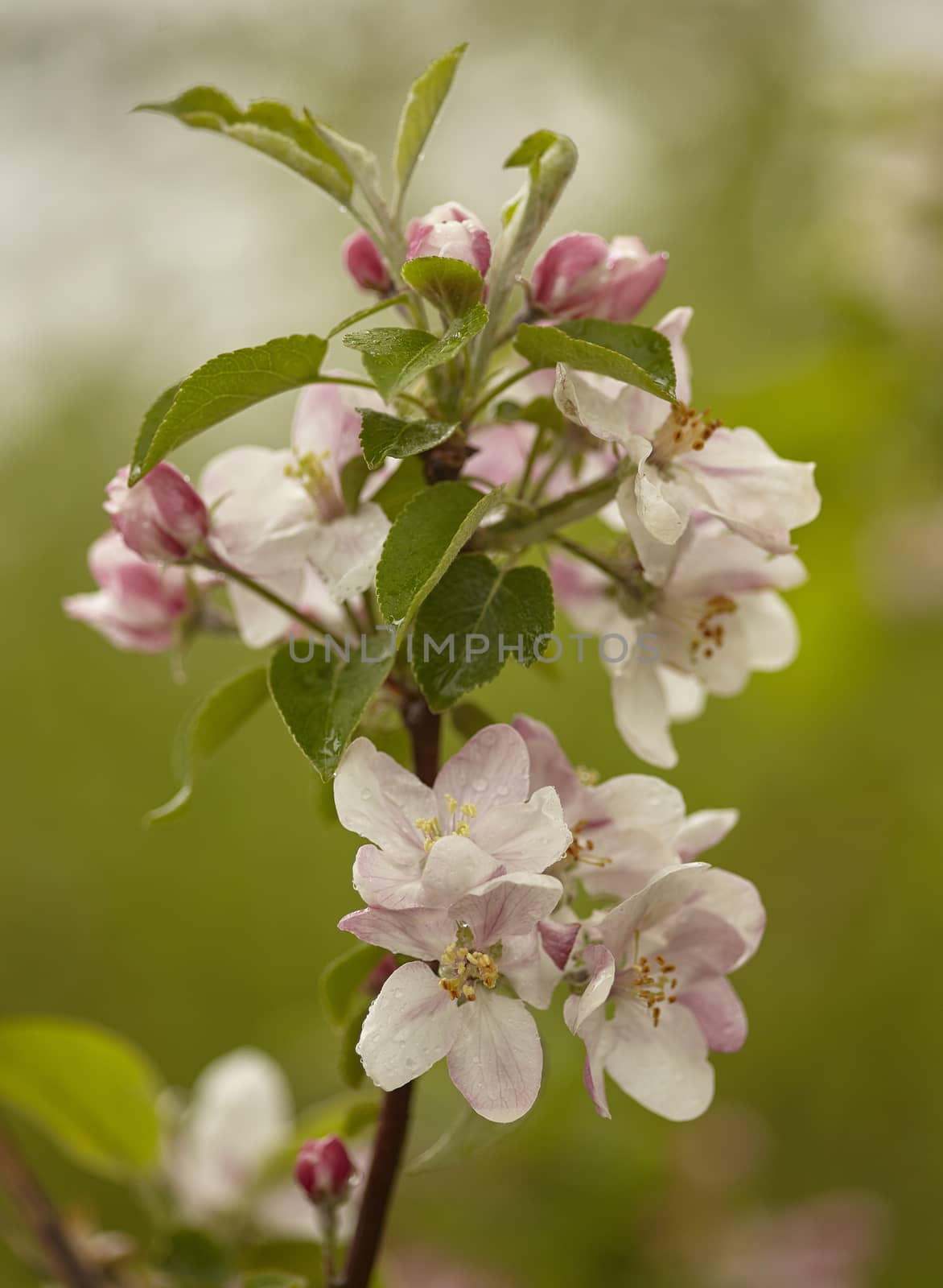 Apple tree Blossom #3 by pippocarlot