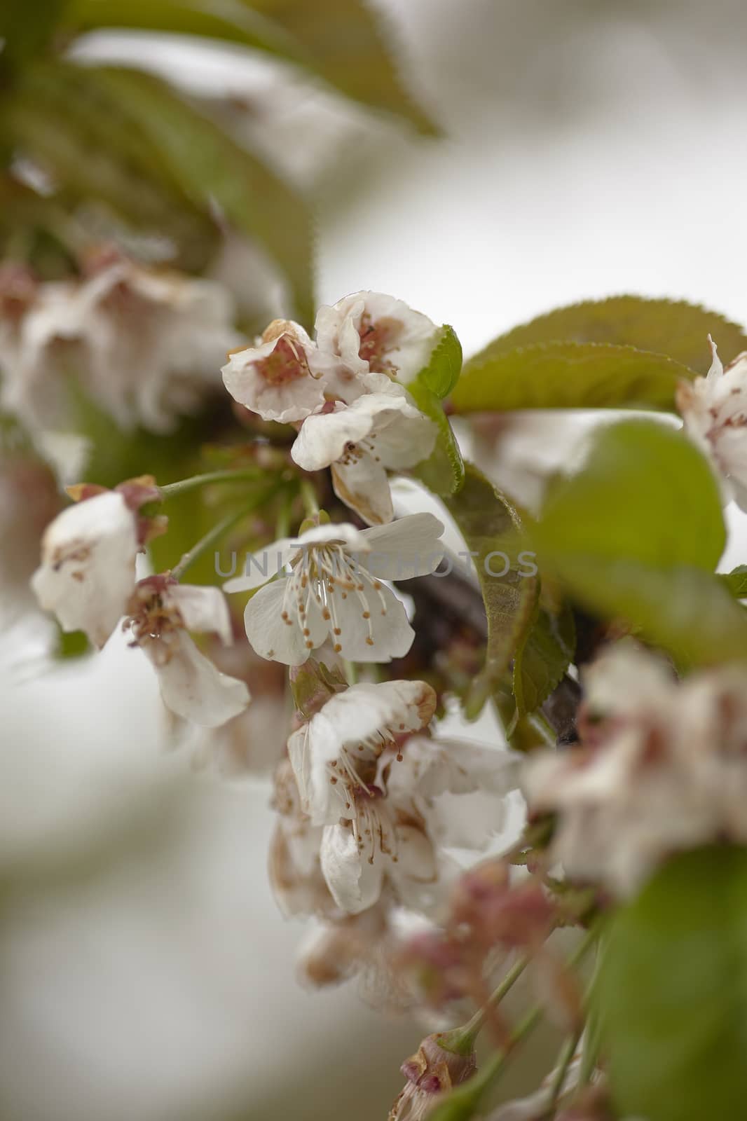 Flower of the apple tree blossoms in spring in the cultivation of apple orchards for the production of organic apples