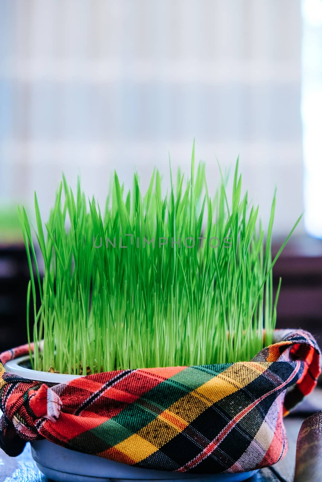 Bowl of Fresh green grass by ponsulak