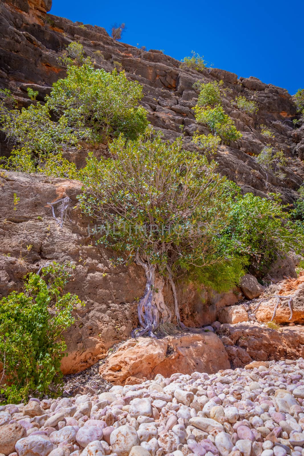 Trees growing at cliff of Mandu Mandu Gorge during dry season at Cape Range National Park Australia