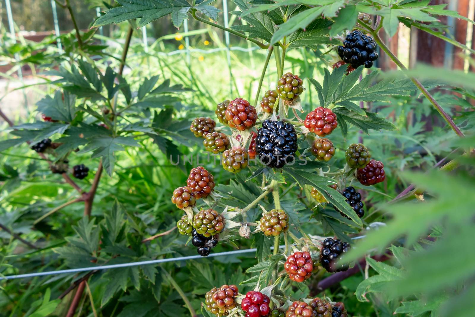 Ripening blackberries on a bush in the garden - photo, image.