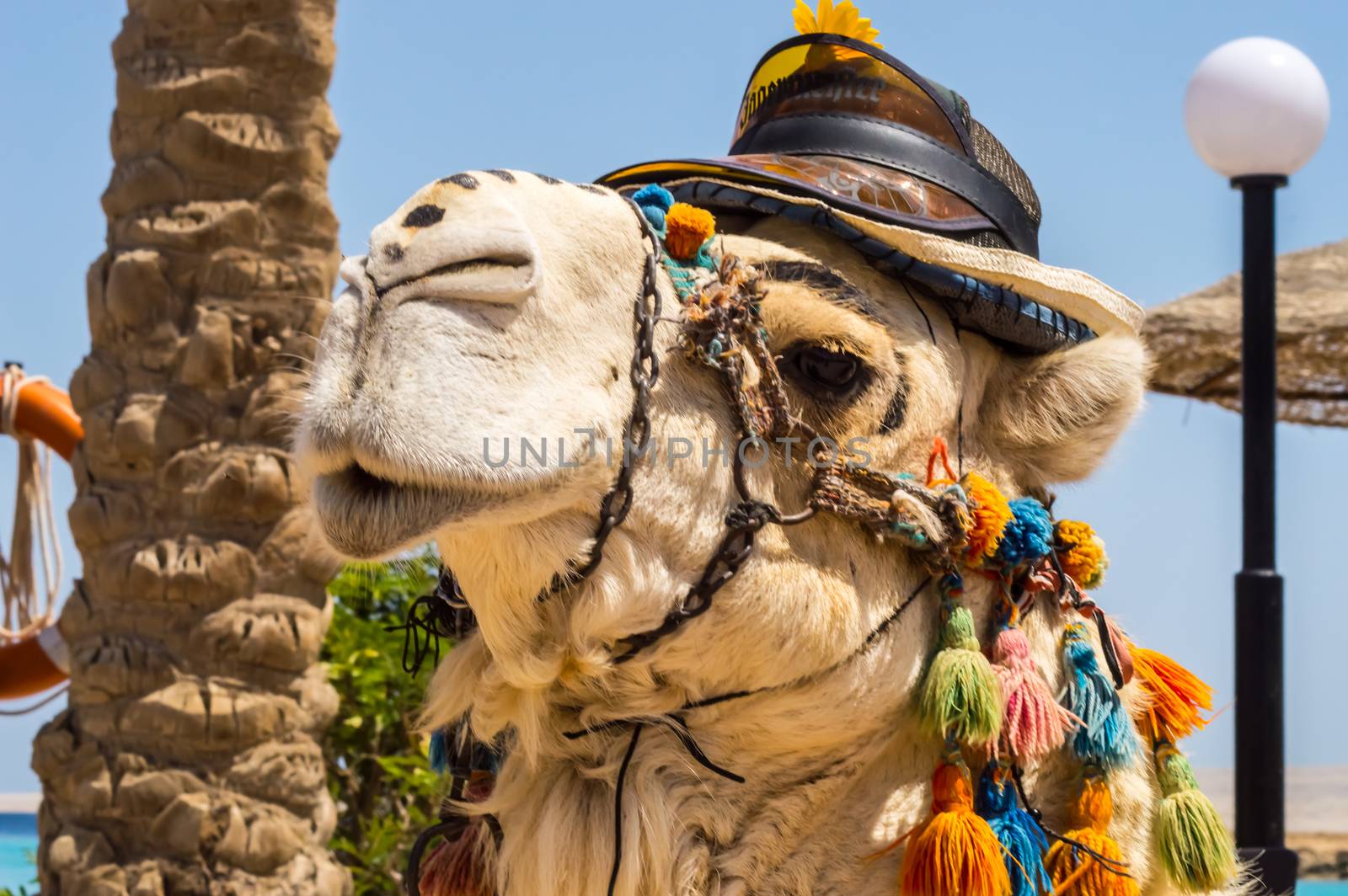 Head of a dromedary adorned with a hat on a beach in Hurghada Egypt