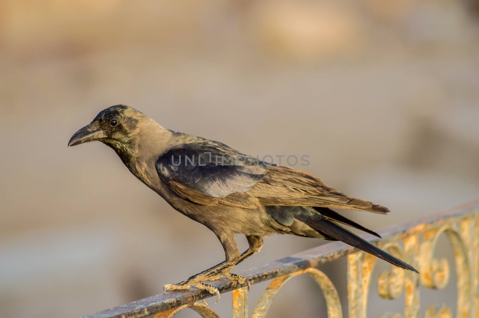 Close-up of a black crow sitting on a rail in the city of Hurghada in Egypt