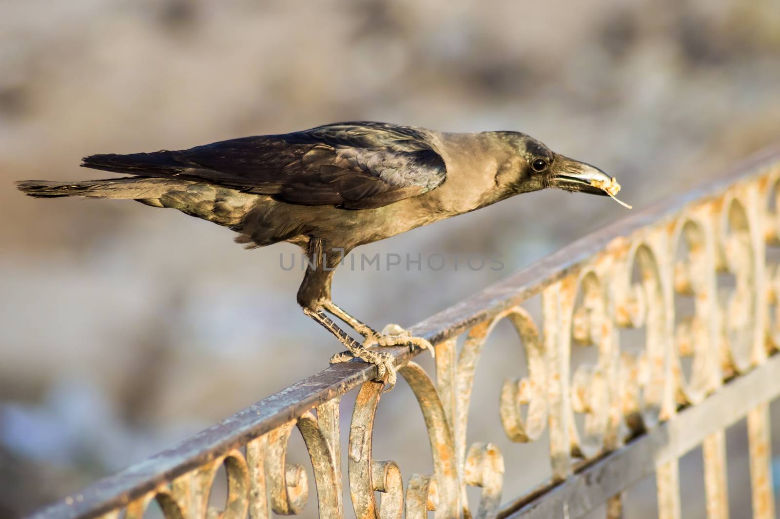 Close-up of a black crow sitting on a rail  by Philou1000