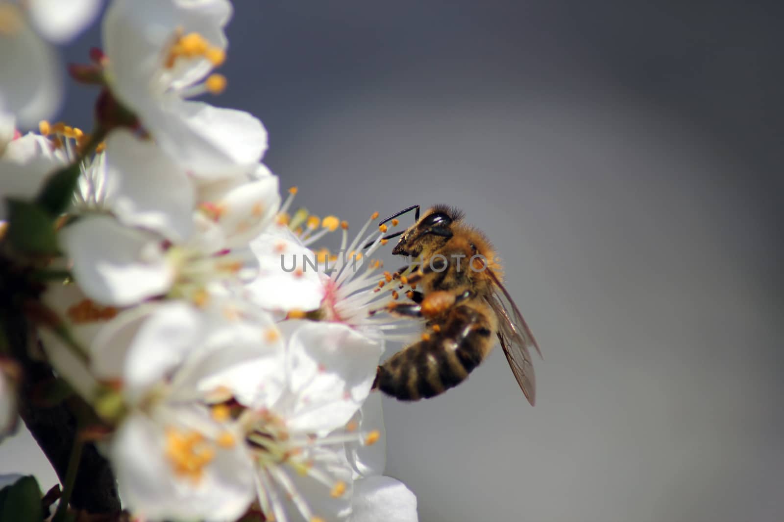 bee collects nectar on the flowers of white blooming apple. Anthophila, Apis mellifera. Close up