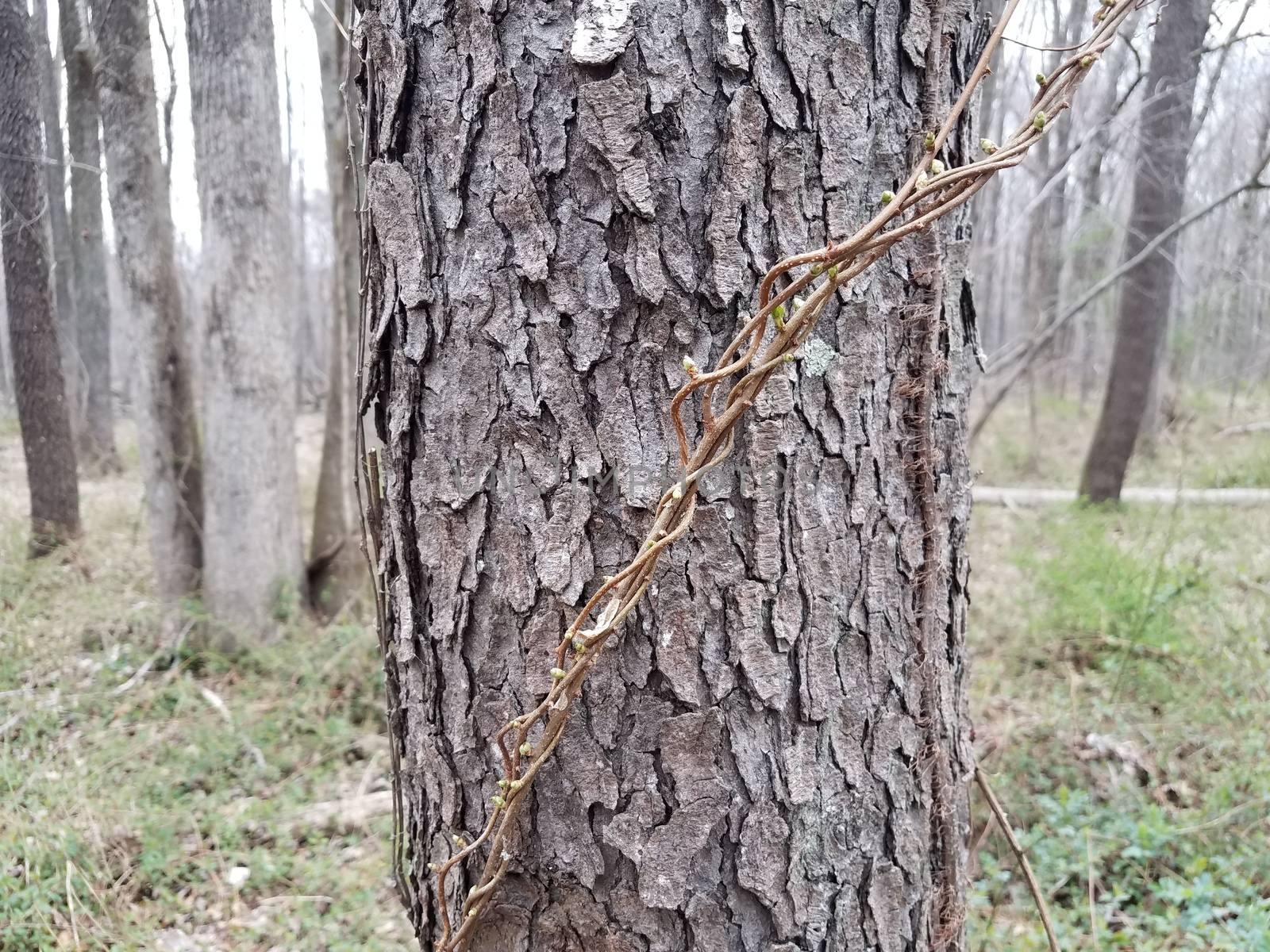 tree in forest or woods with rough brown bark and vines