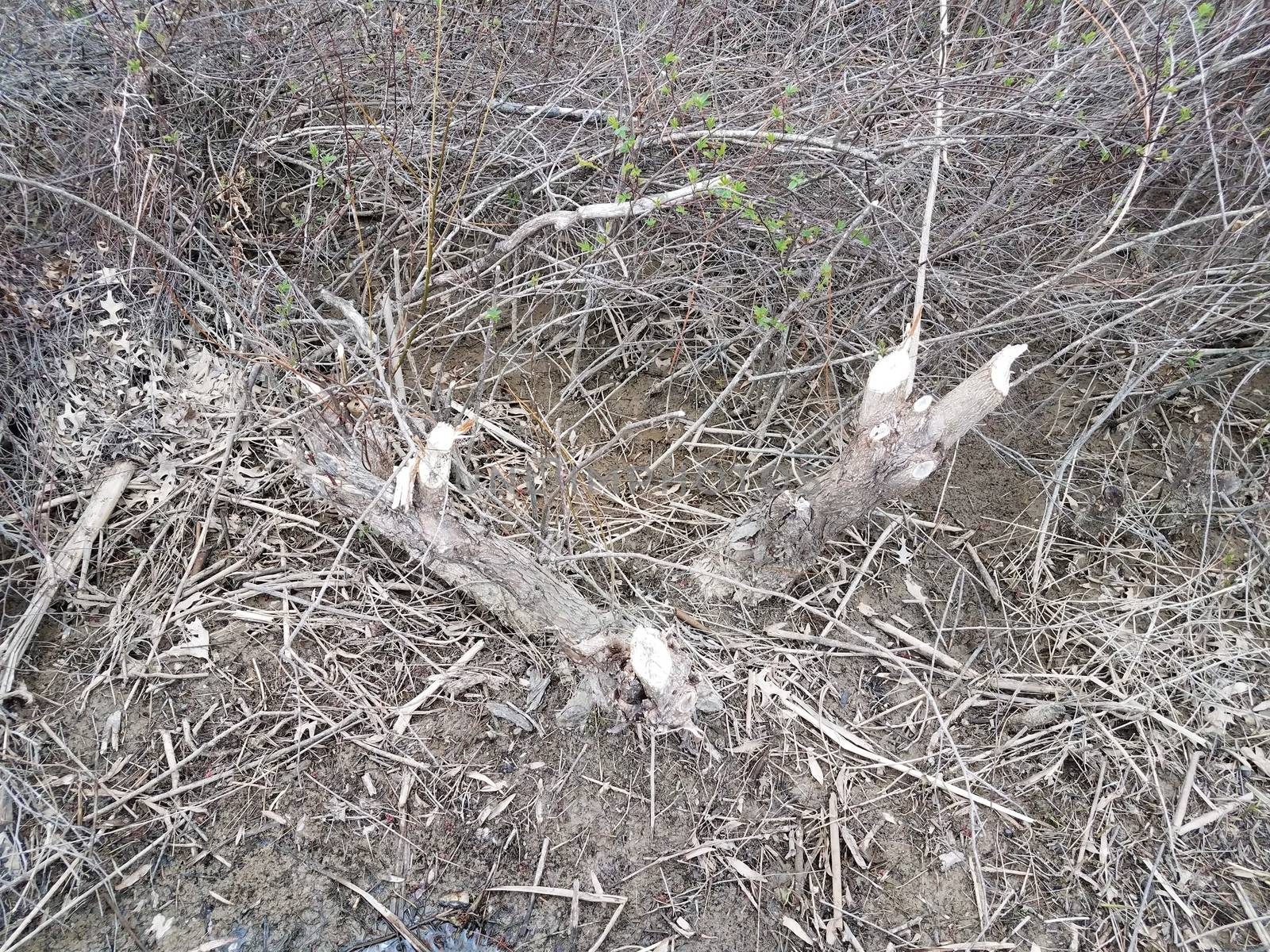 branches or twigs in muddy swamp or wetland area chewed or bitten by beavers