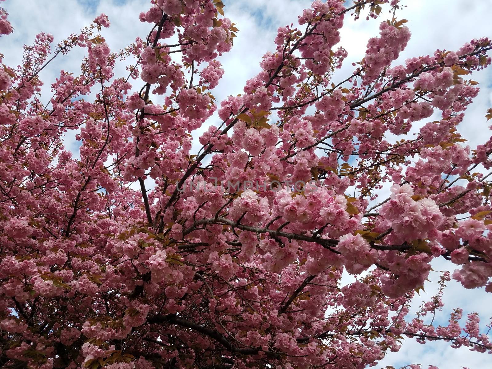 pink cherry blossom flower petals in tree blooming in spring