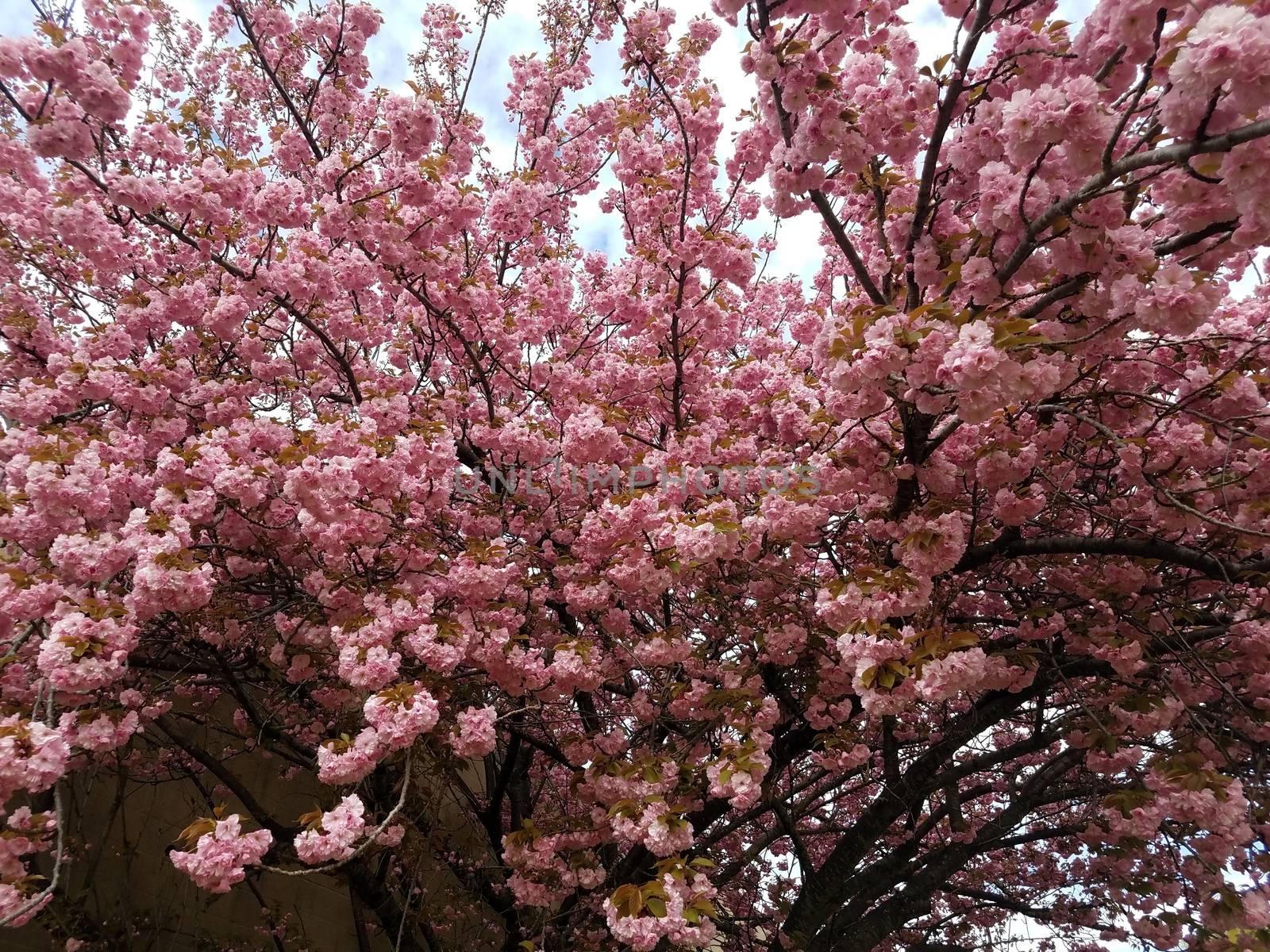 pink cherry blossom flower petals in tree blooming in spring