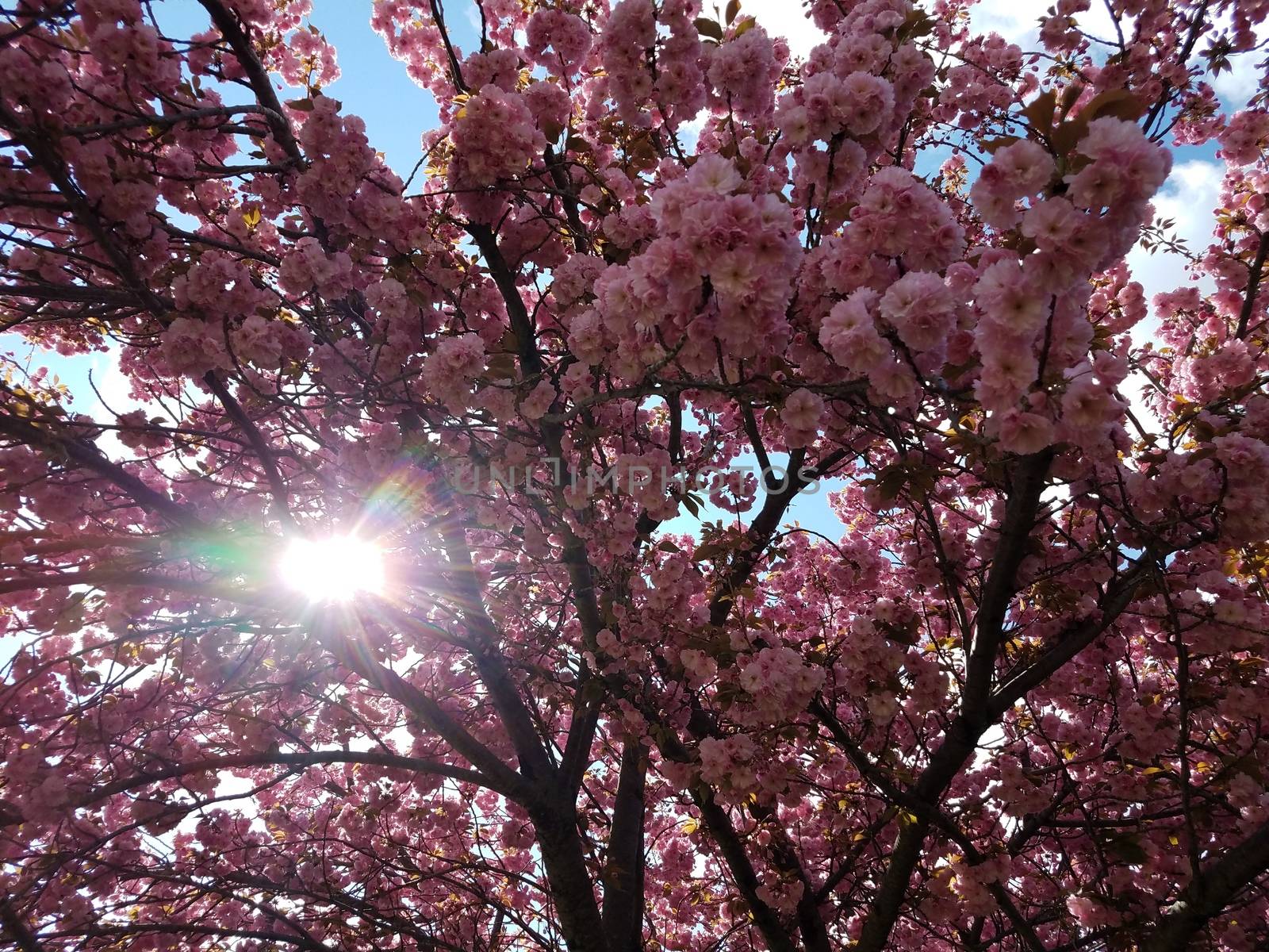 pink cherry blossom flower petals in tree blooming in spring with sun
