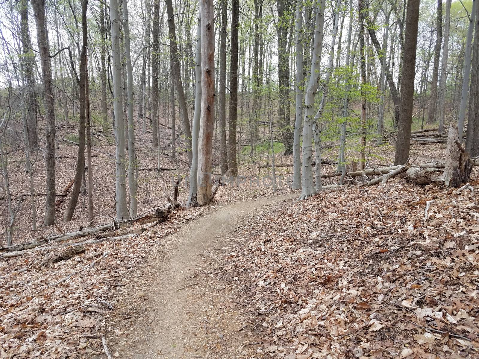 hiking trail or path in the woods or forest with trees and brown leaves