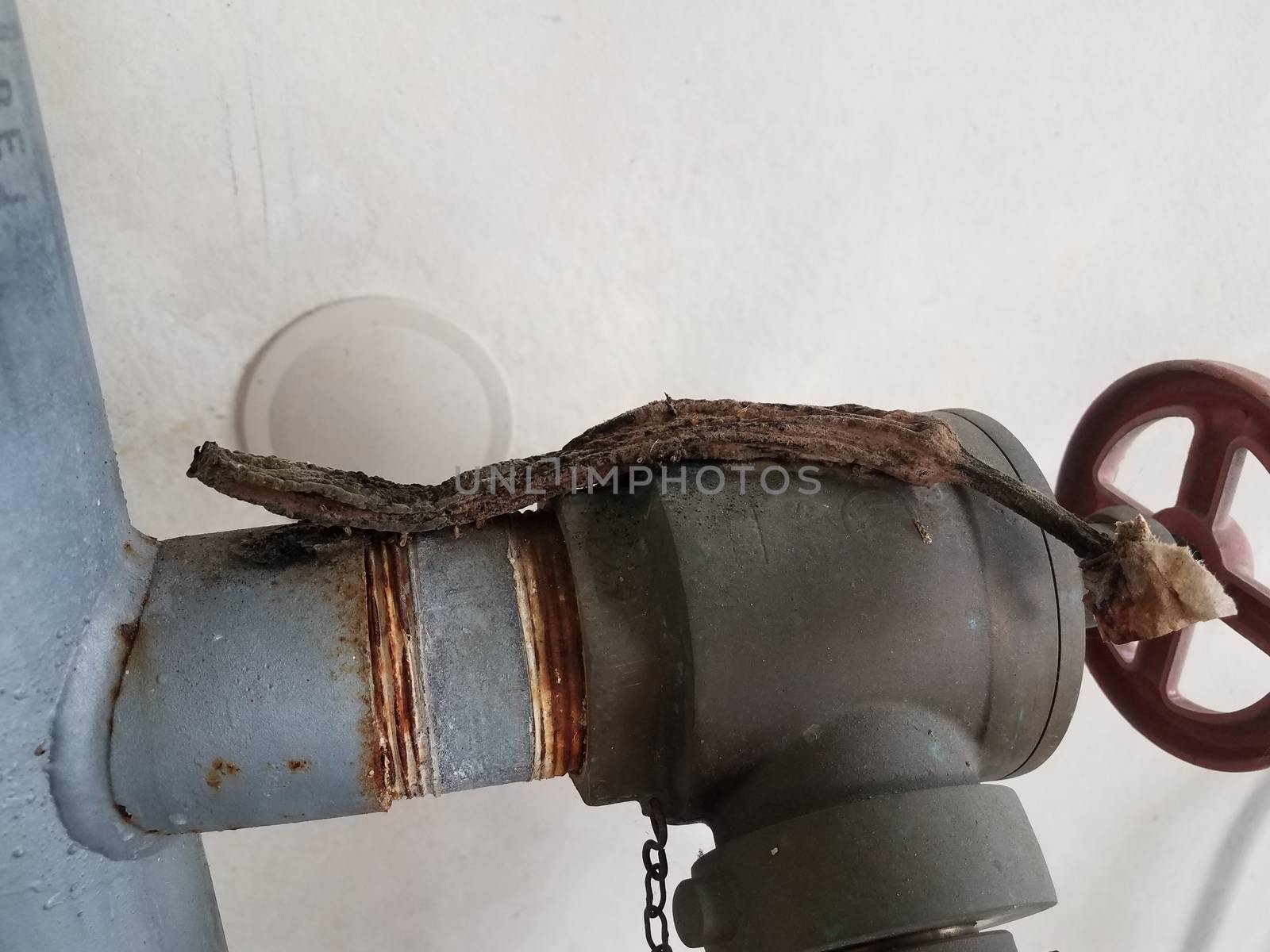 disgusting rotten dry banana peel on metal pipe by stockphotofan1