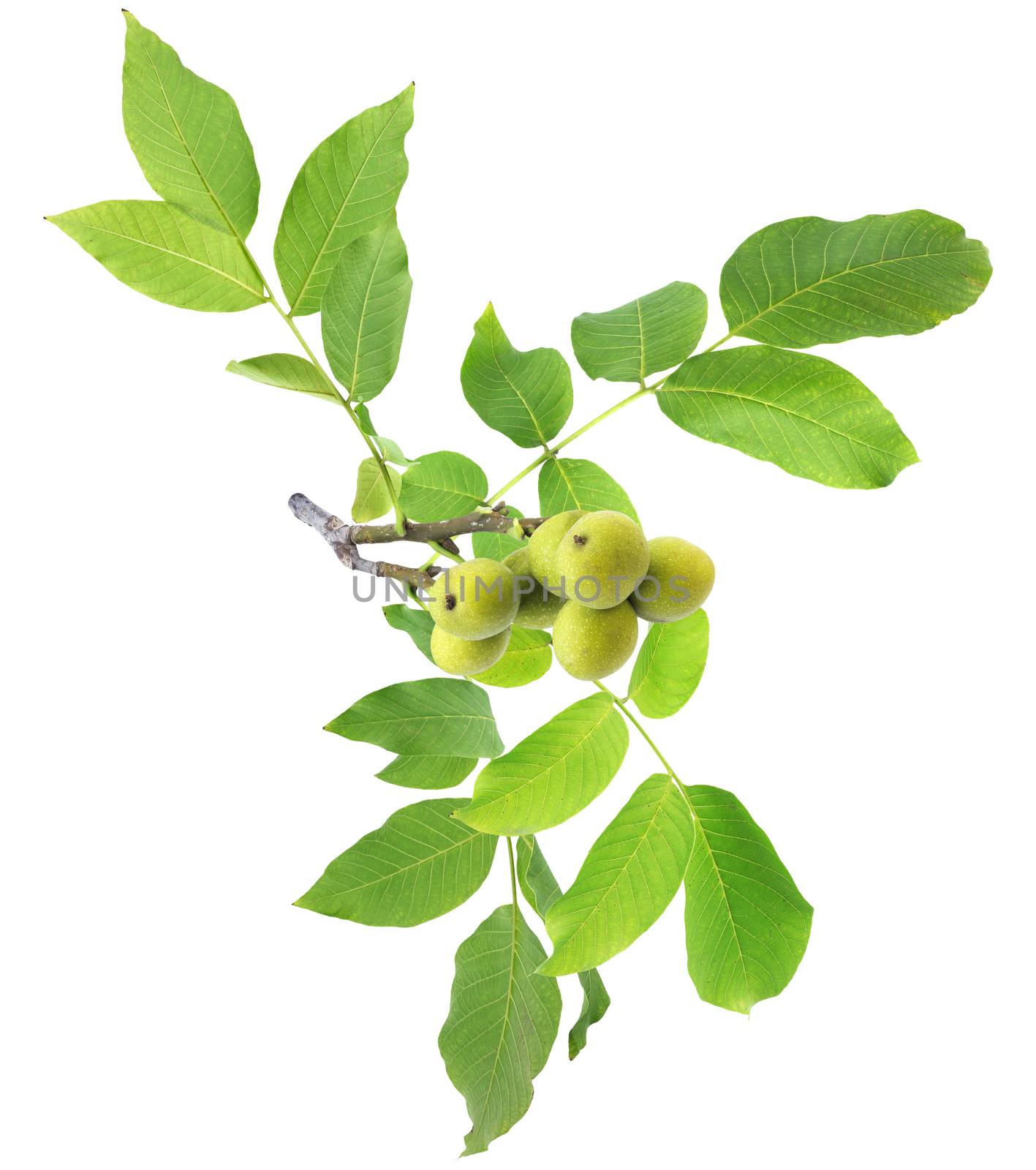 Walnut tree. Green branch isolated on white background with clipping path by xamtiw