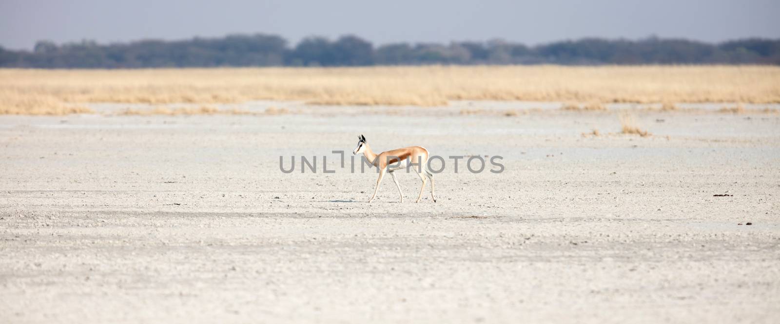 Lone springbok in the Makgadikgadi, Botswana