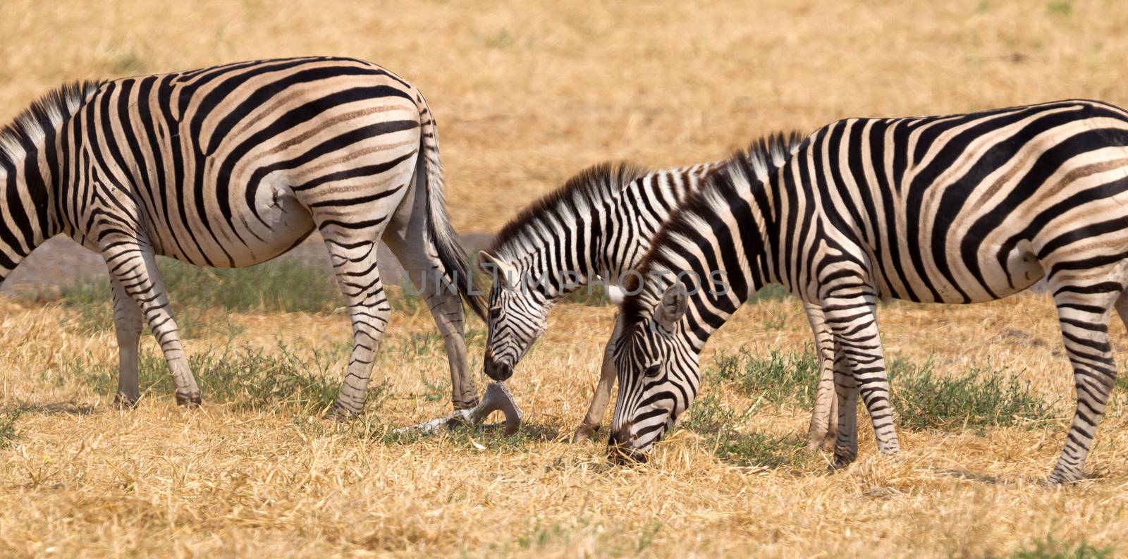 Damara zebra (Equus burchelli antiquorum) in Botswana