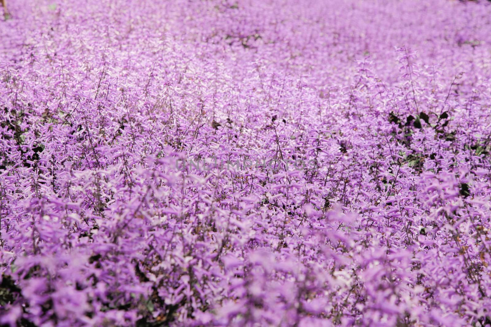 Lavender garden field closeup on one flower