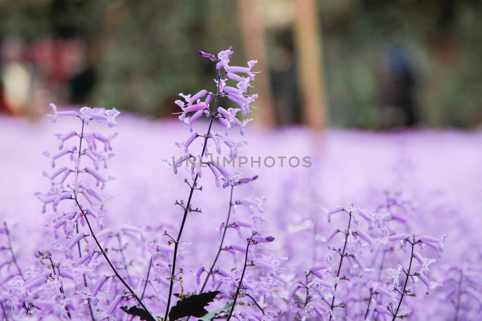 Lavender garden field closeup on one flower by haiderazim