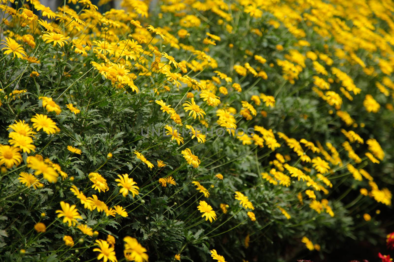 Yellow Daisy Flower