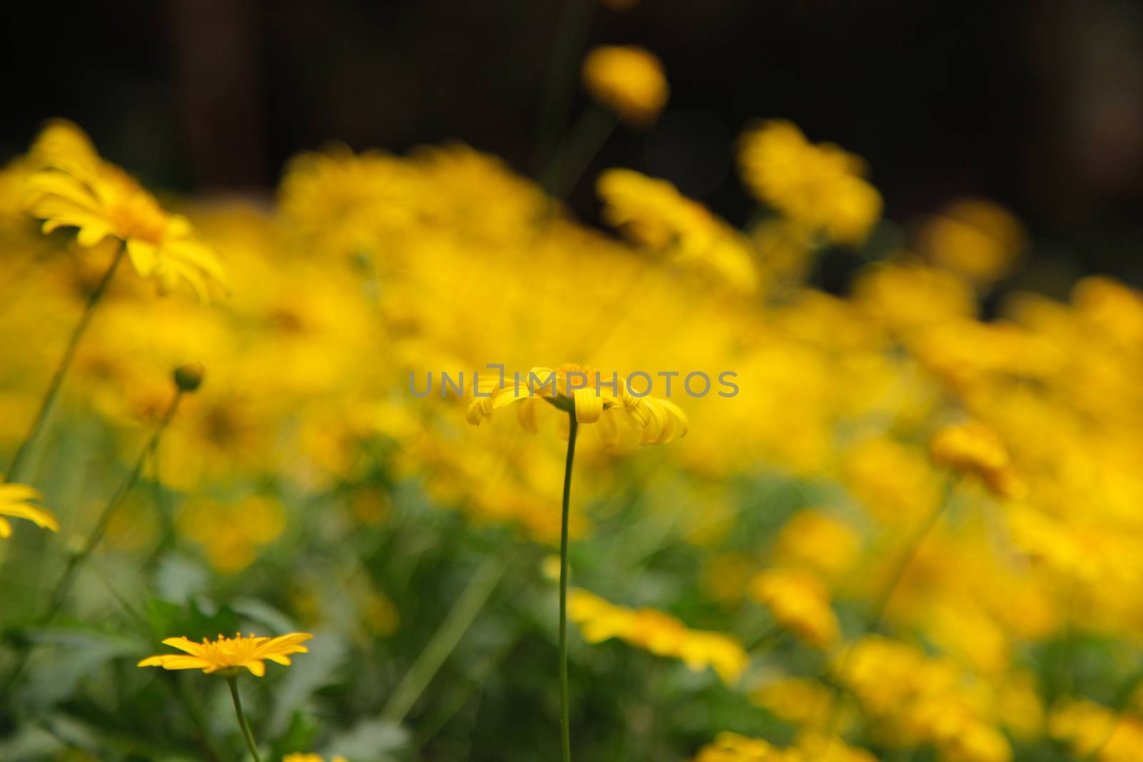 Yellow Daisy Flower by haiderazim