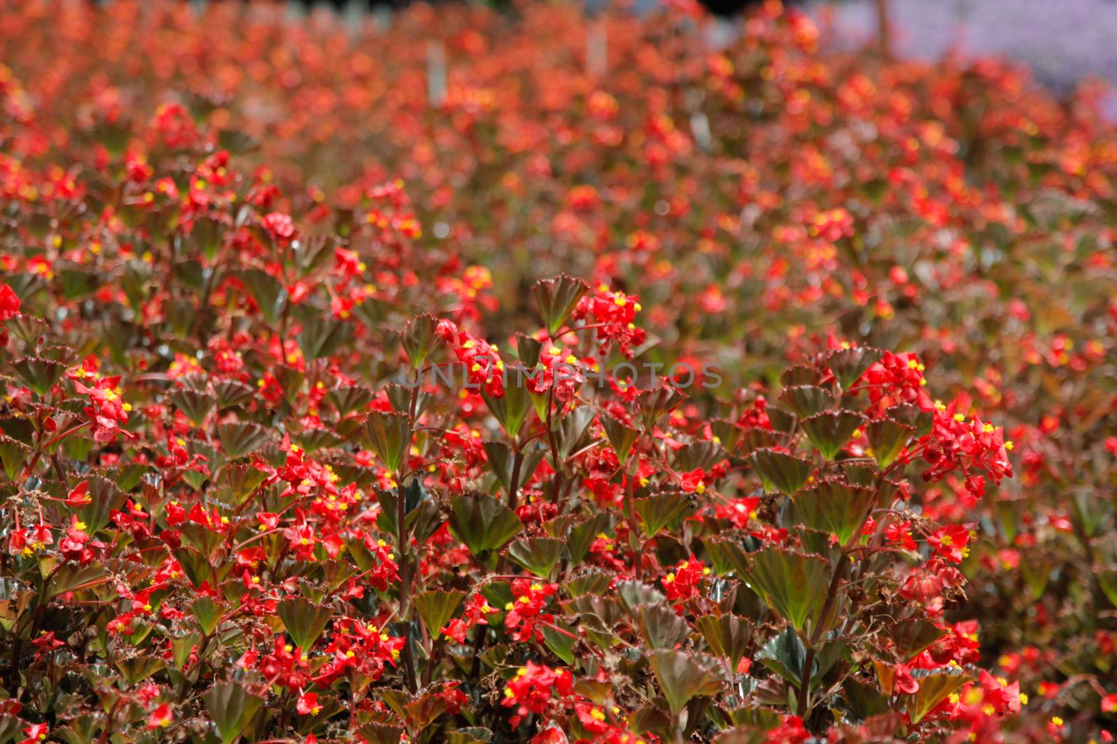 Flower red lavender garden by haiderazim