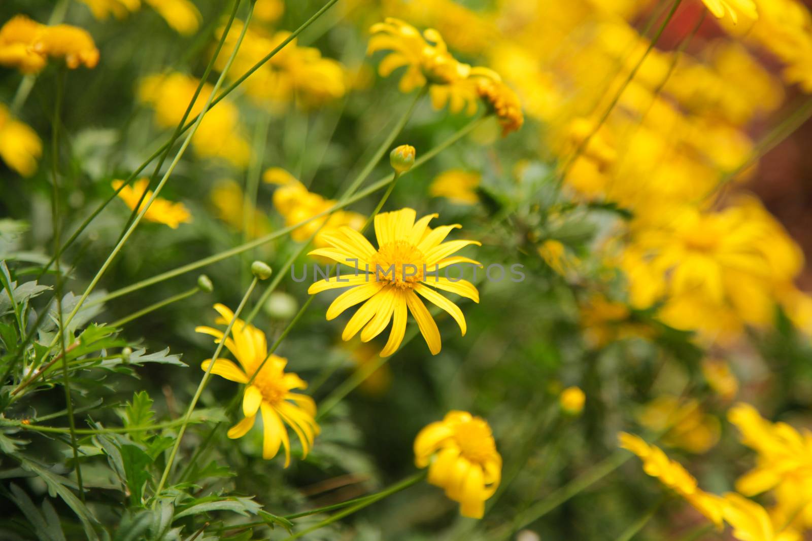 Yellow Daisy Flower by haiderazim