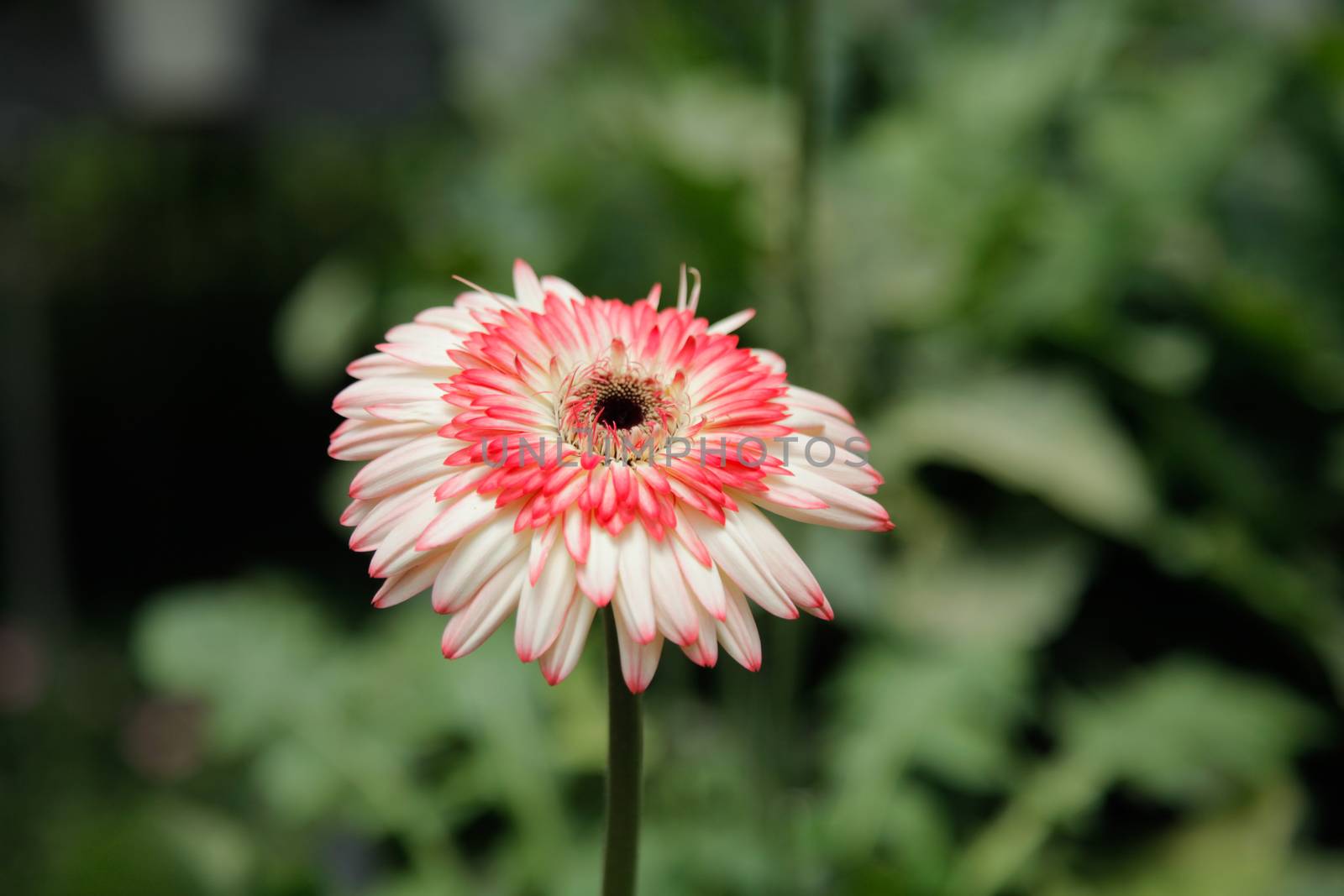 Pink and white Gerbera Daisy in the Wild Gardens by haiderazim