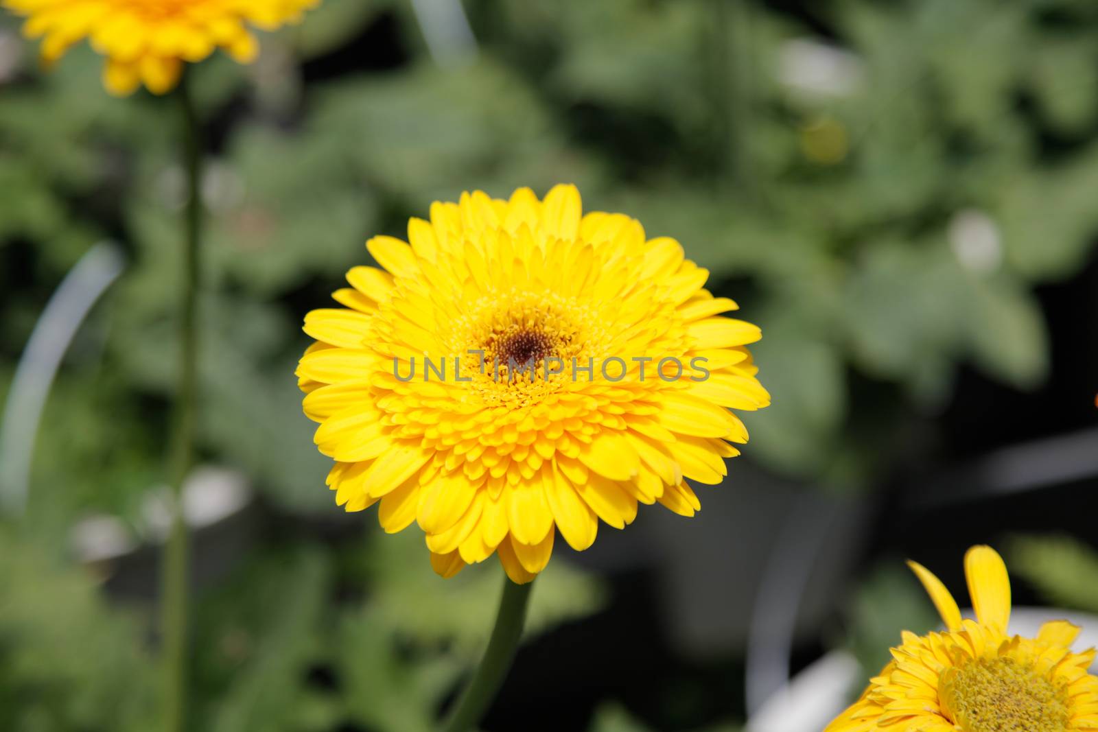 Yellow Gerbera Daisy in the Wild Gardens by haiderazim