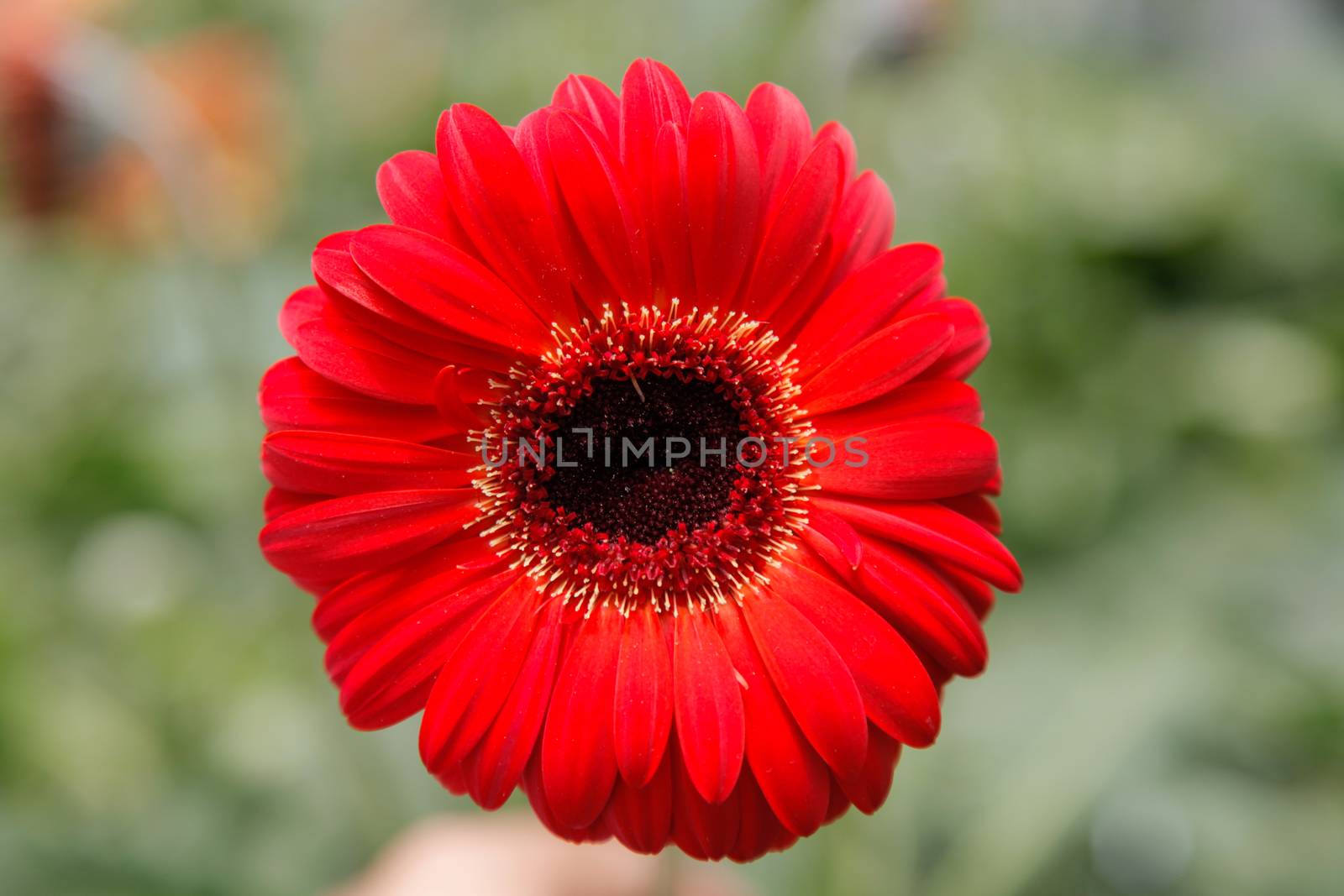 Red Coloured Gerbera Daisy in the Wild Gardens