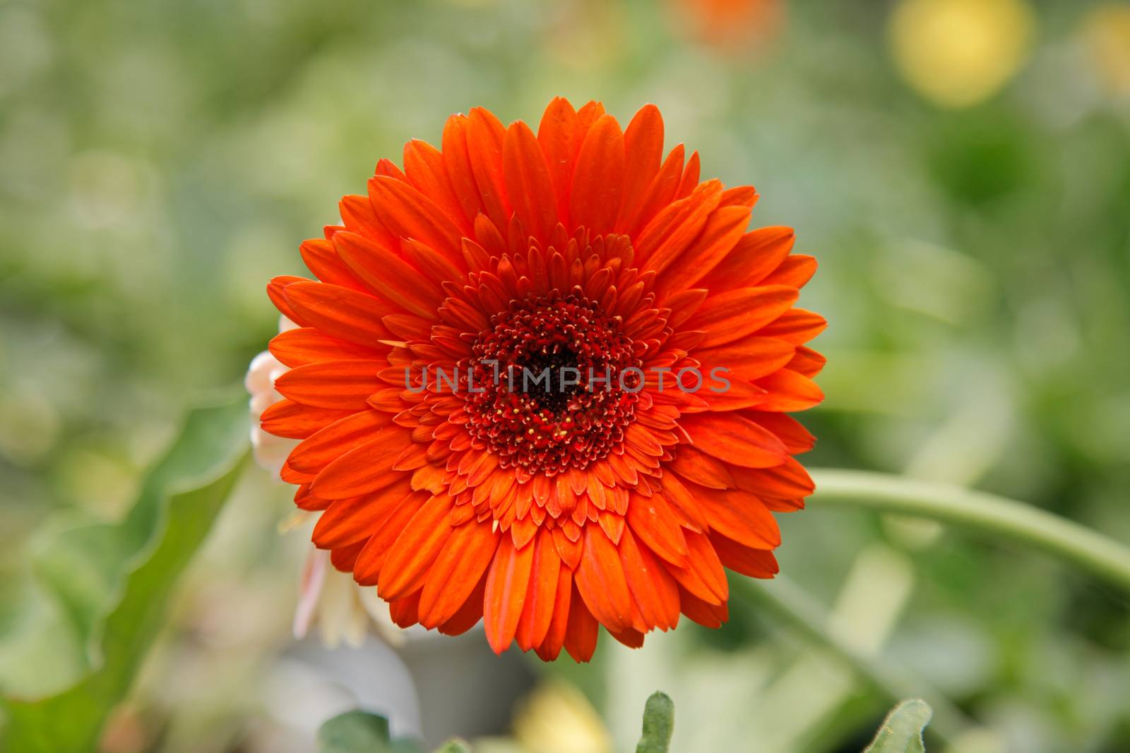 Orange Coloured Gerbera Daisy in the Wild Gardens by haiderazim