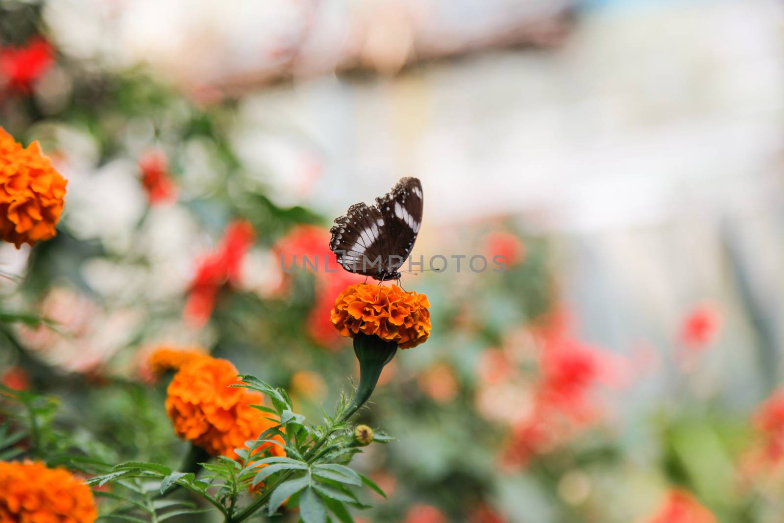Butterfly on Orange Flower