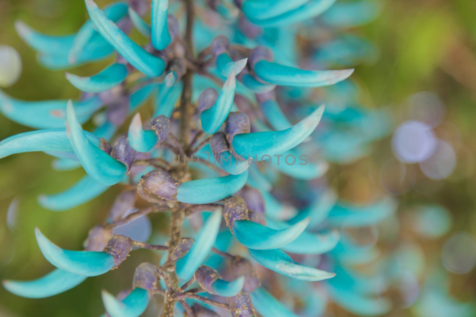 Strongylodon macrobotrys comonly known as Jade Vine by haiderazim