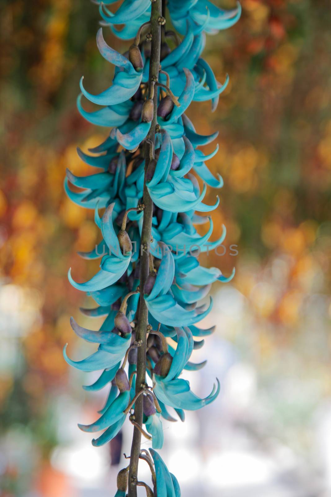Strongylodon macrobotrys comonly known as Jade Vine by haiderazim