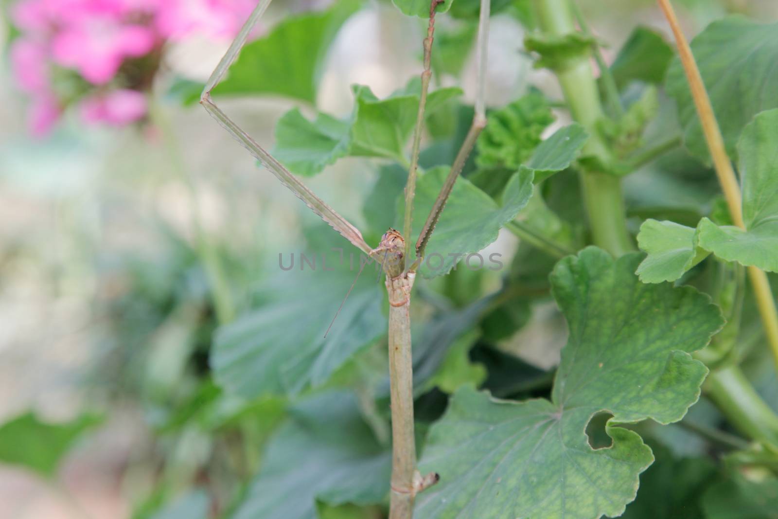 Phasmids stick insect camouflage with plants by haiderazim