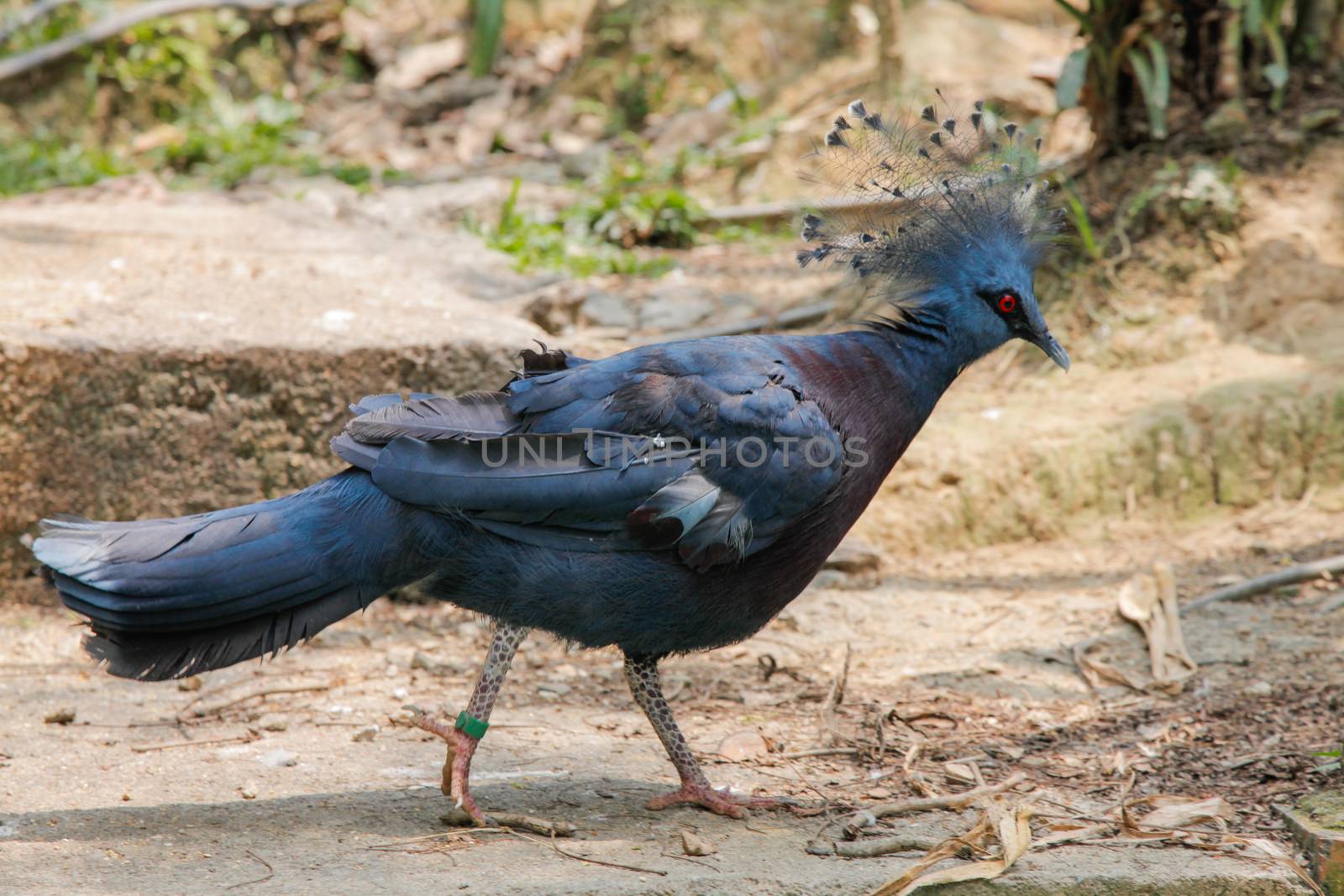 Western and Victorian crowned piegeon by haiderazim