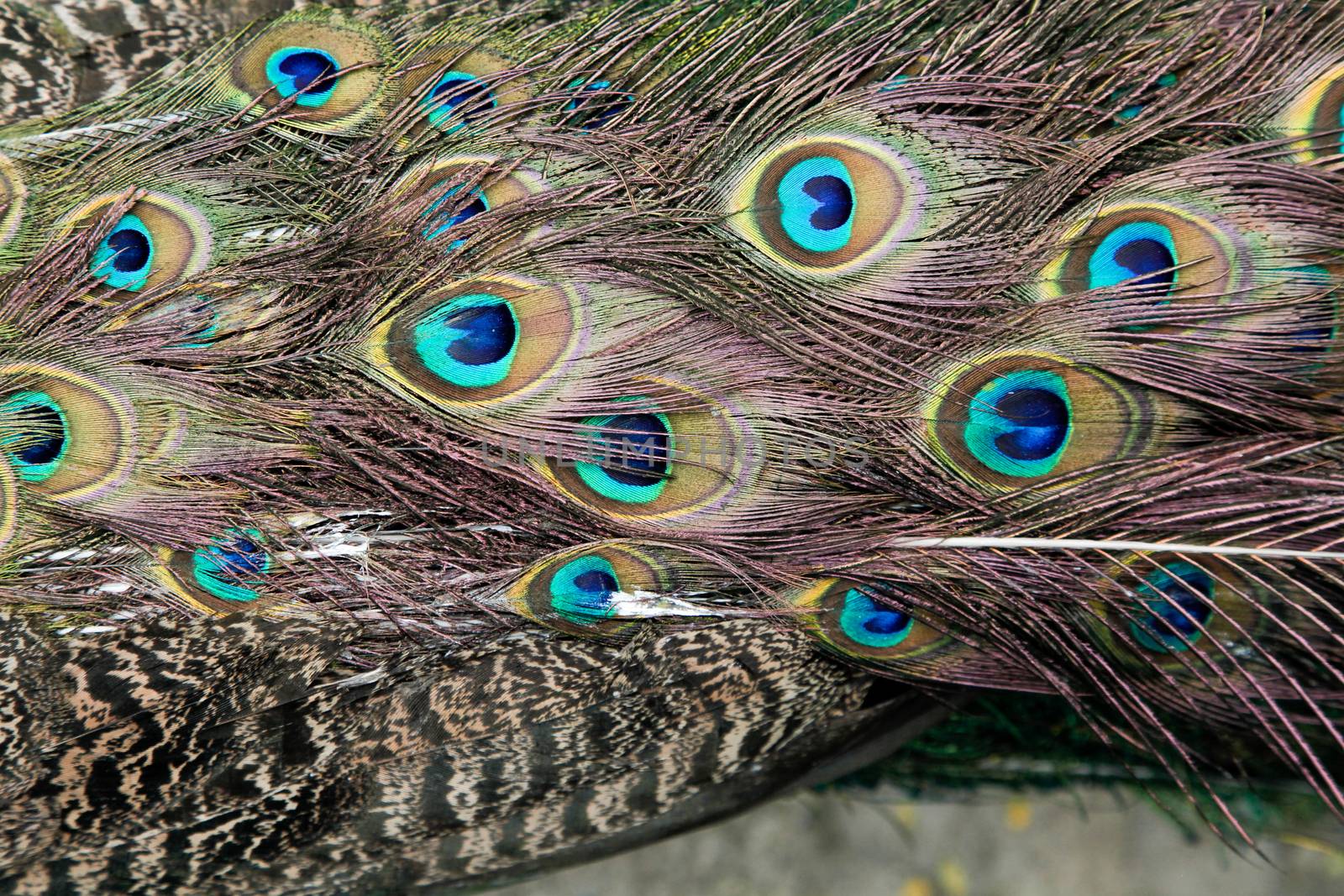 Beautiful Peacock glorifying its feathers