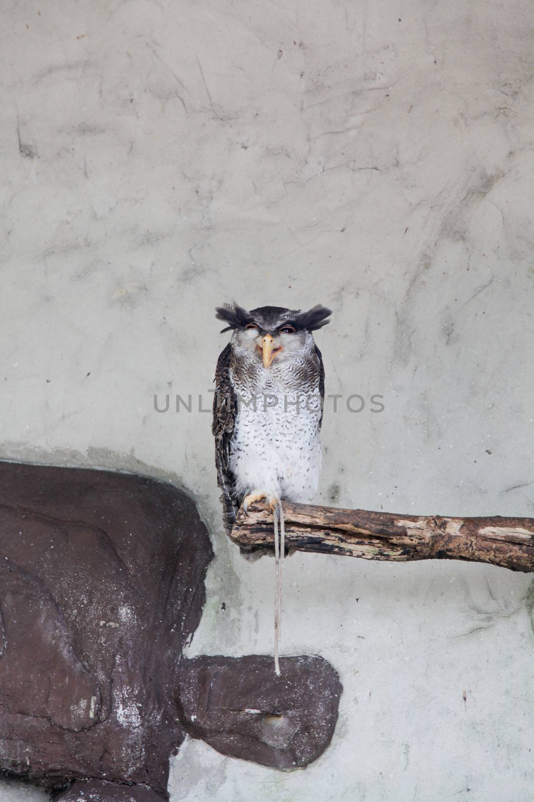 Barred Malay Eagle Owl by haiderazim