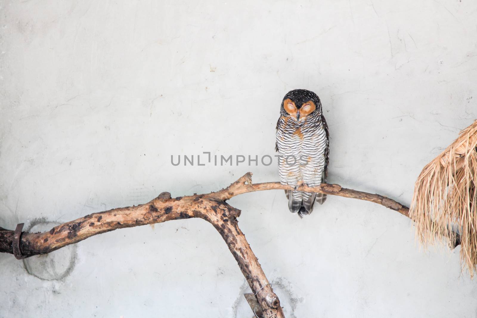 Spotted Wood Owl by haiderazim