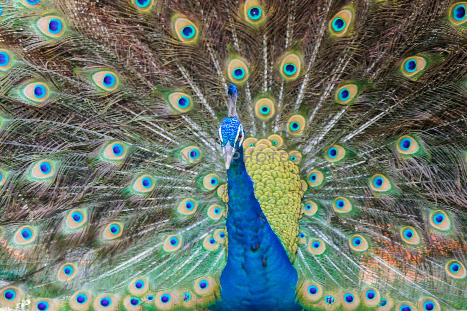 Beautiful Peacock glorifying its feathers by haiderazim