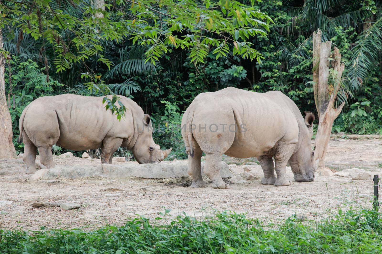 Rhinoceros in the wild by haiderazim