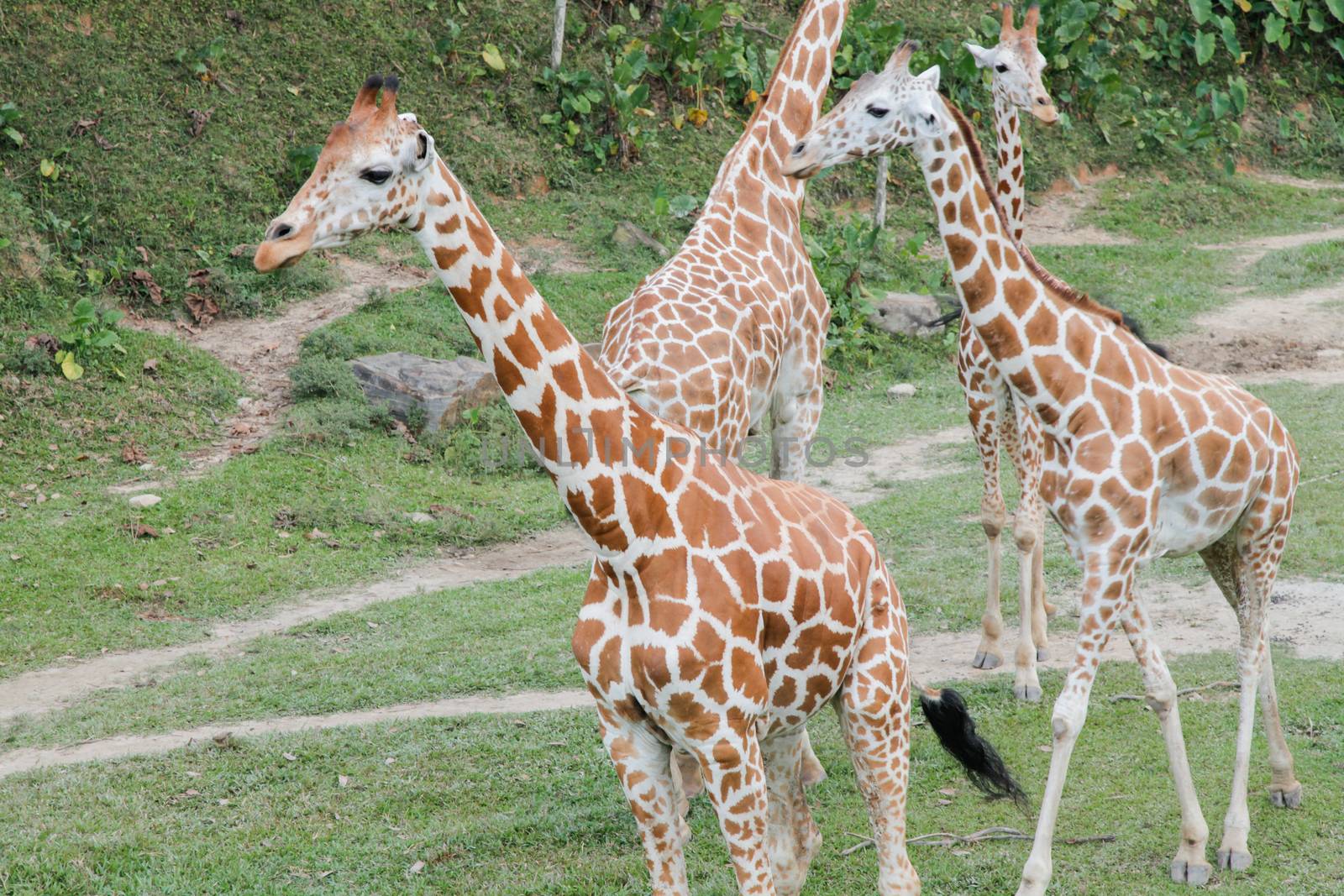 Giraffe out in safari jungle by haiderazim