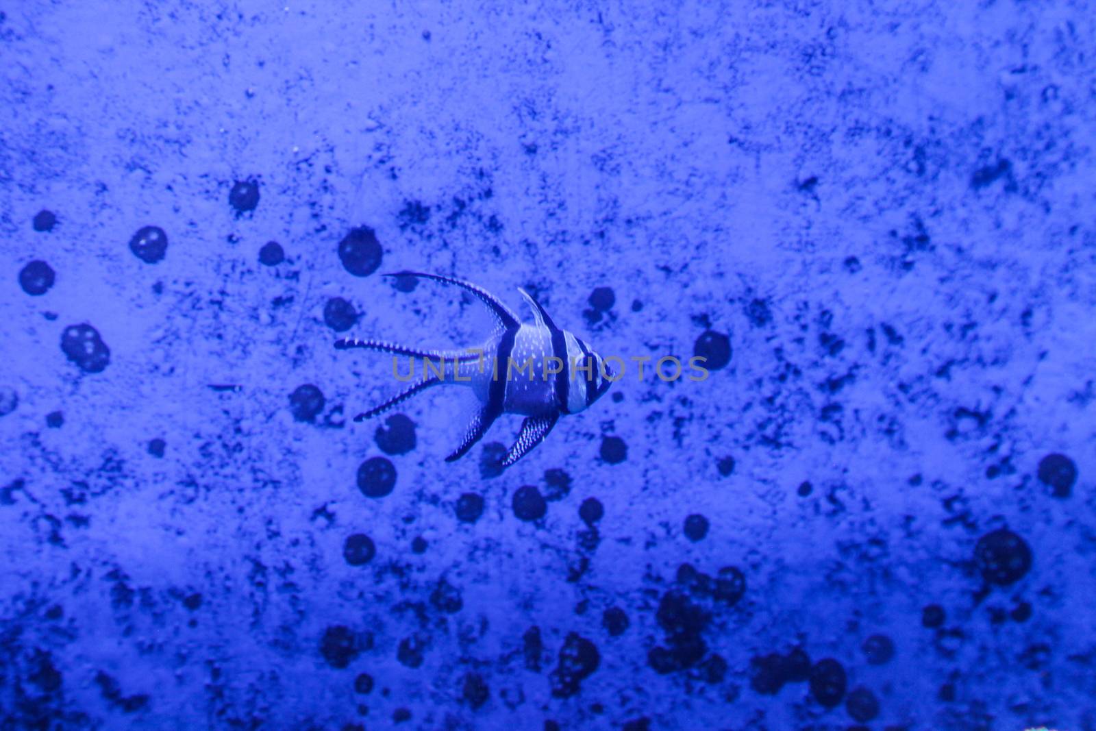 Angelfish underwater in blue grunge background graphical by haiderazim