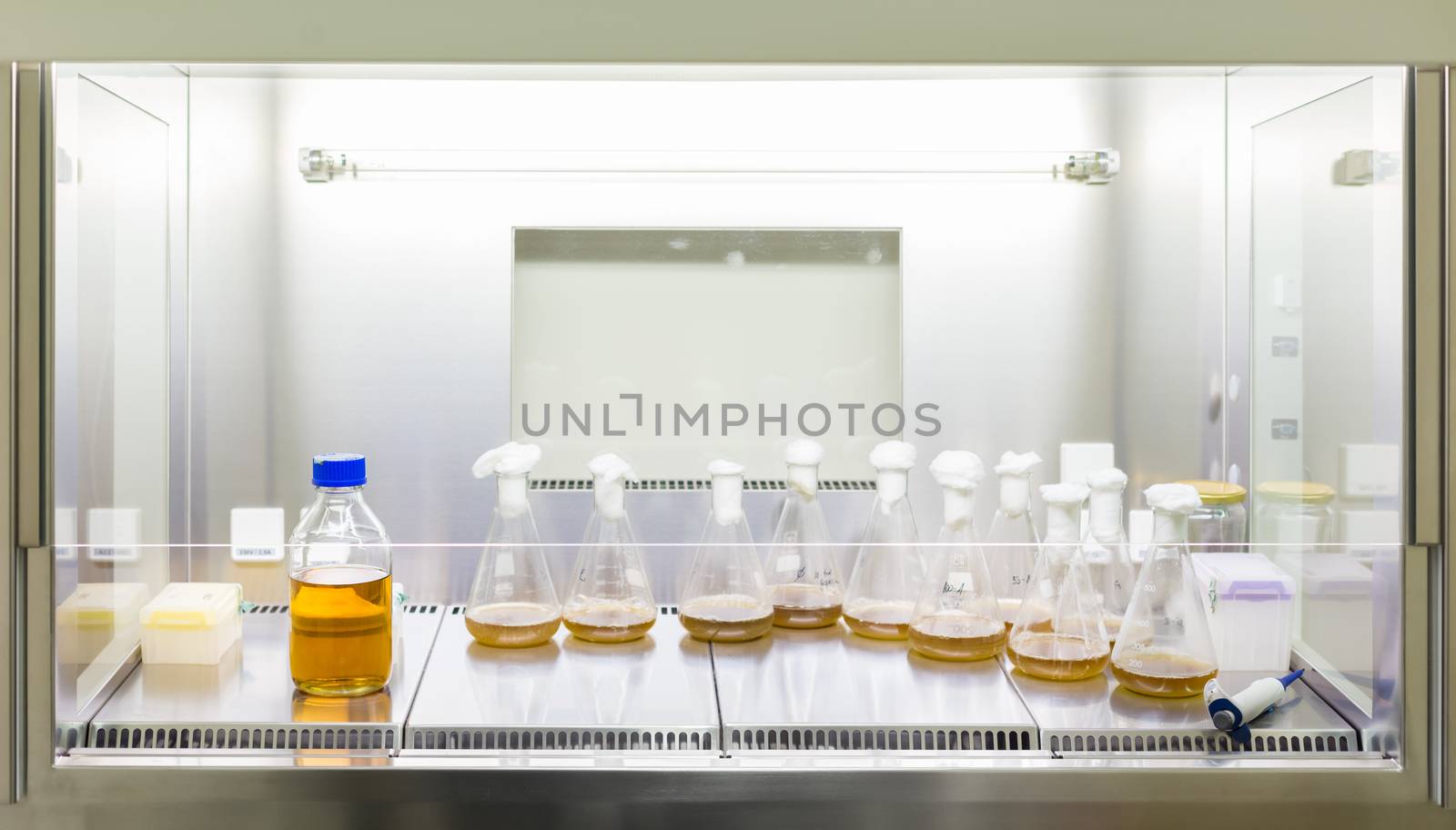 Close up of cell culture samples on LB agar medium in petri dish and flask in laminar flow. by kasto