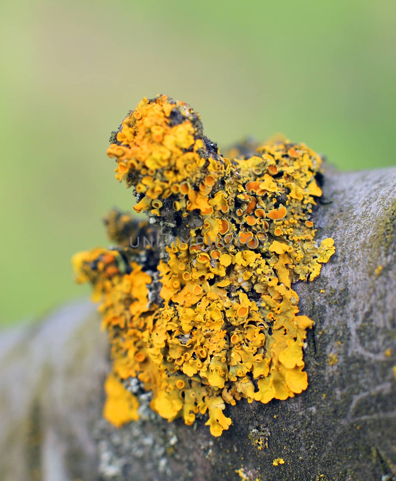 Xanthoria parietina on the tree in the garden